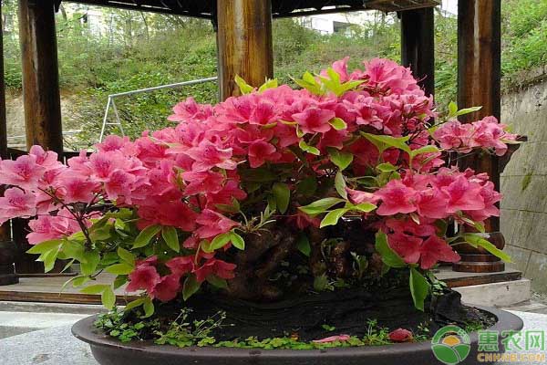 杜鵑花失水現(xiàn)象