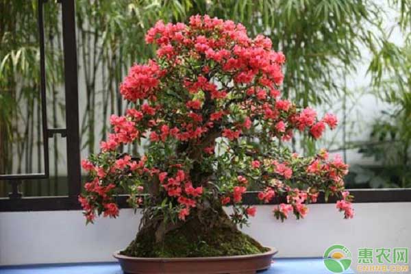 杜鵑花失水的補(bǔ)救措施