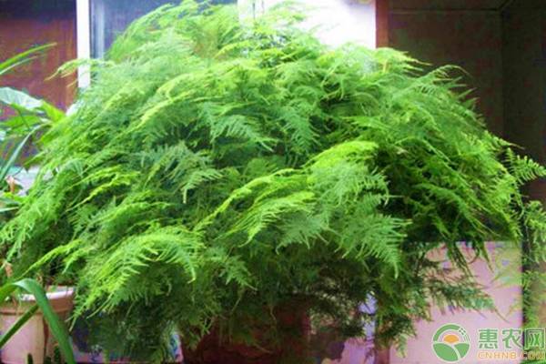 云竹怎么浇水？云竹叶子发黄的原因与解决方法