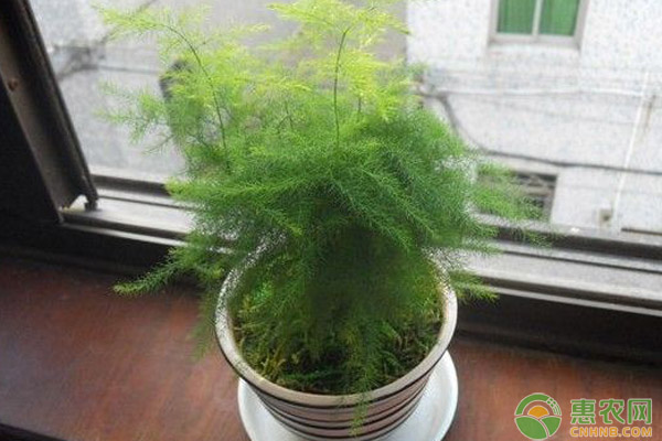 文竹的注意事项有哪些？