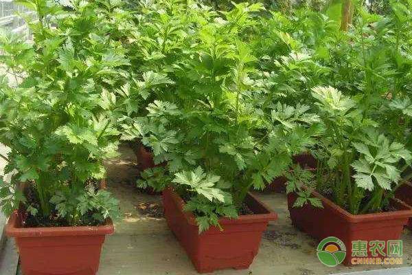 盆栽蔬菜的种植条件和技术