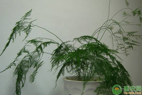清文竹的养殖方法和注意事项
