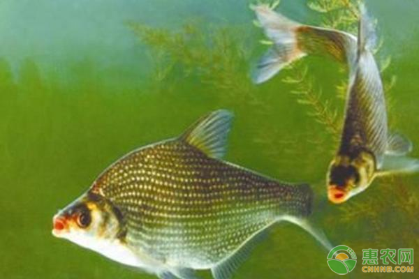 <a href='http://mixian138.com/t/58620.html' class='j-href' target='_blank'><span style='color:#FF8001'>鳊魚養(yǎng)殖</span></a>技術