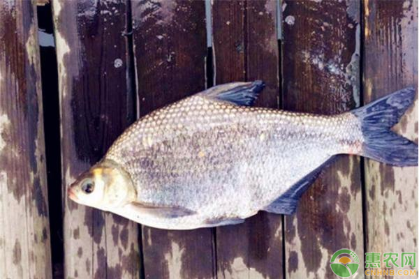 鳊魚養(yǎng)殖方法