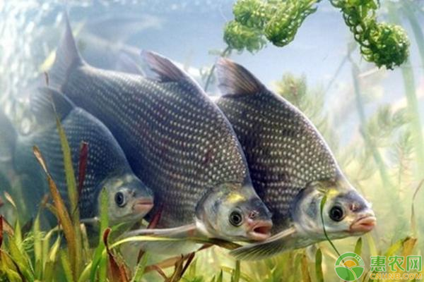 養(yǎng)殖鳊魚
