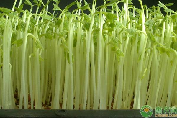 盆栽蔬菜怎么殺蟲？這六招天然殺蟲技巧你可以學(xué)習(xí)！