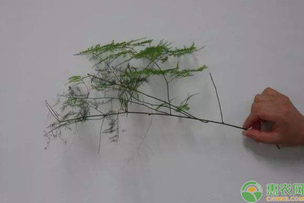文竹扦插繁殖方法图解图片