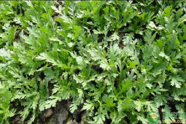 九月茼蒿<a href='http://mixian138.com/t/42222.html' class='j-href' target='_blank'><span style='color:#FF8001'>種植管理</span></a>技術