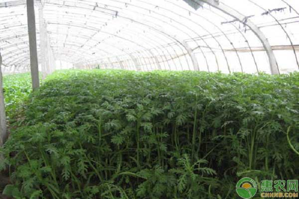 九月茼蒿種植管理要點