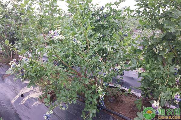 矮叢藍莓的種植要點