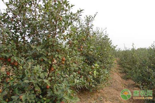 油茶種植施肥抗旱整形修剪的高產管理