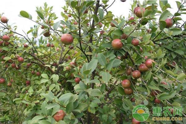 油茶高產(chǎn)管理