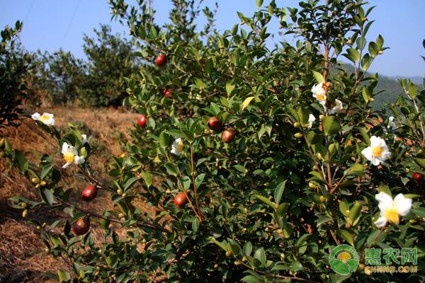 油茶高產(chǎn)管理要點(diǎn)