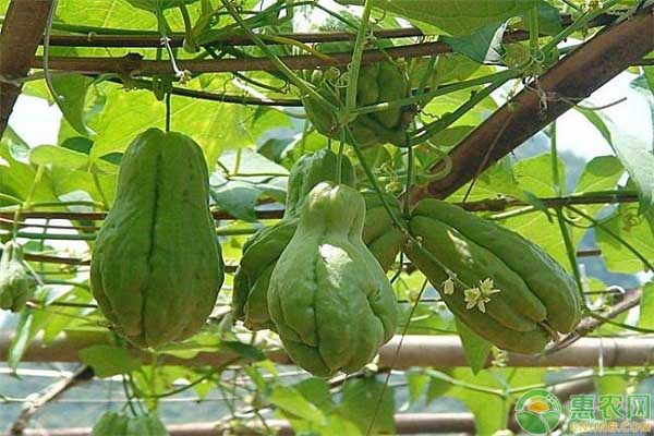 佛手瓜種植時間和種植方法
