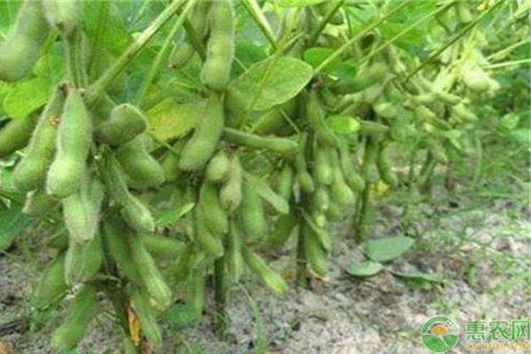 大豆出現(xiàn)空莢是什么原因造成的？這5個(gè)方面建議盡早了解清楚！