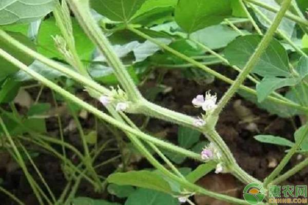 大豆出現(xiàn)空莢是什么原因造成的？這5個(gè)方面建議盡早了解清楚！