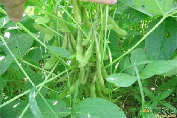 大豆出現(xiàn)空莢是什么原因造成的？這5個(gè)方面建議盡早了解清楚！