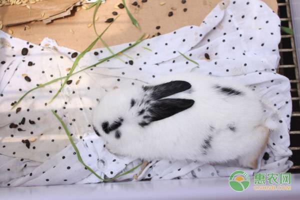 熊貓兔飼養(yǎng)方法