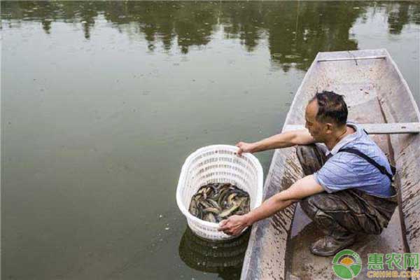 如何防治魚塘青苔？這些技術(shù)要點(diǎn)有必要掌握！