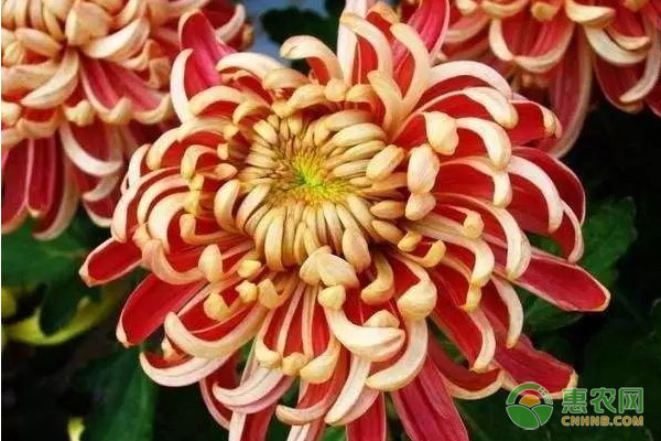 帥旗菊花的養(yǎng)殖方法及管理要點