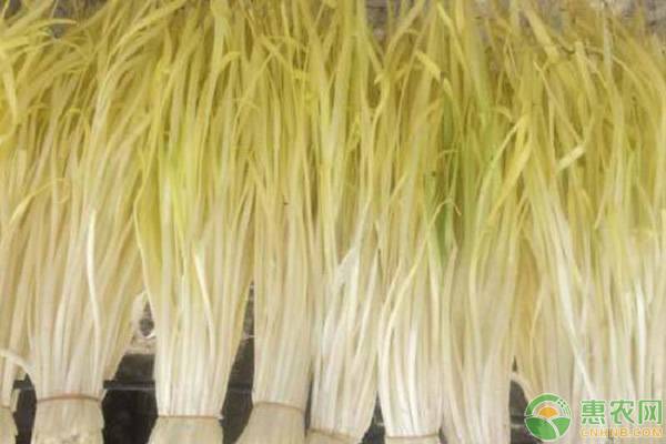 秋季韭黃種植技術(shù)和方法