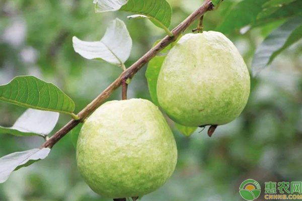 芭樂的種植技術(shù)及管理要點