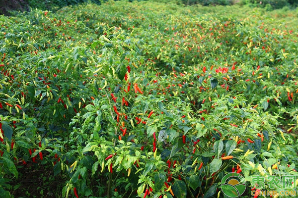 朝天椒的播种时间和种植方法