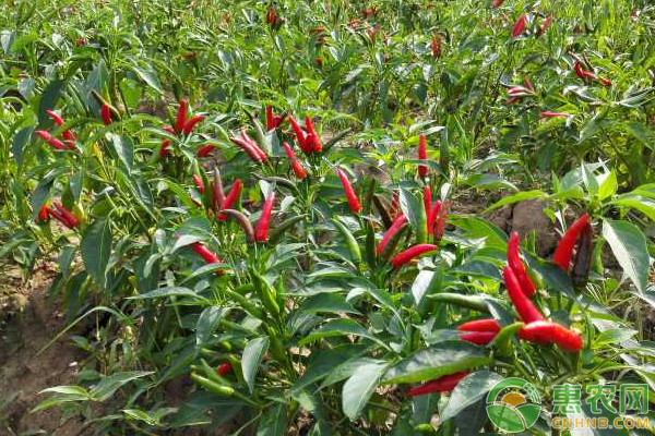 朝天椒的播种时间和种植方法