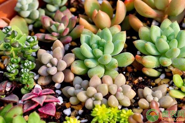多肉植物一般多久澆一次水？受哪些因素的影響？