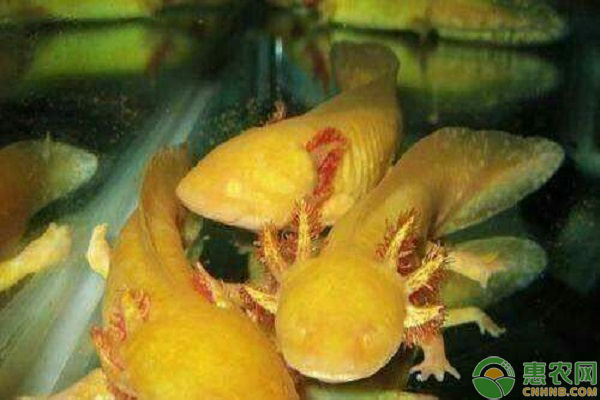 黄金蝾螈的饲养方法