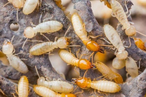 家里白蚁的预防方法白蚁预防种植树苗怎么预防白蚁养殖白蚁农产品批发