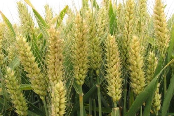 山农101小麦品种图片
