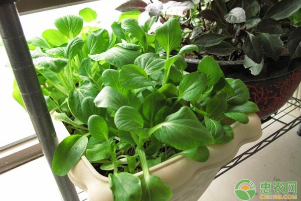 國慶前后可以種植什么蔬菜？推薦幾種比較適合的給您！
