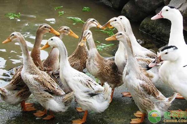 鴨子養(yǎng)殖
