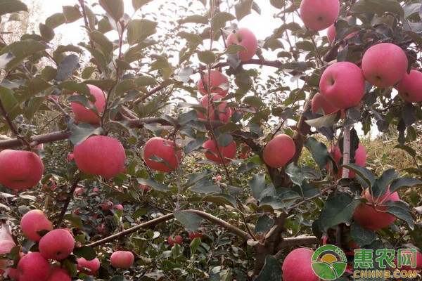 蘋(píng)果施肥管理