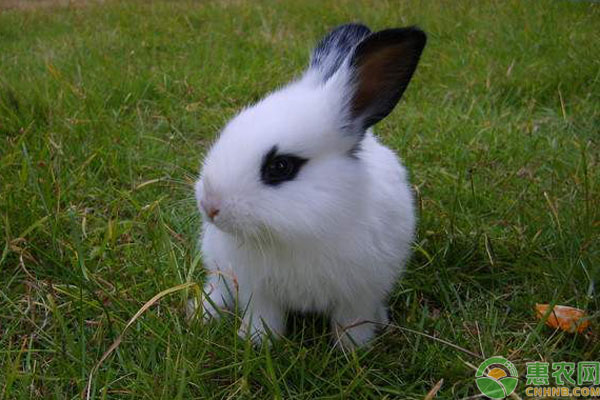熊貓兔飼養(yǎng)方法
