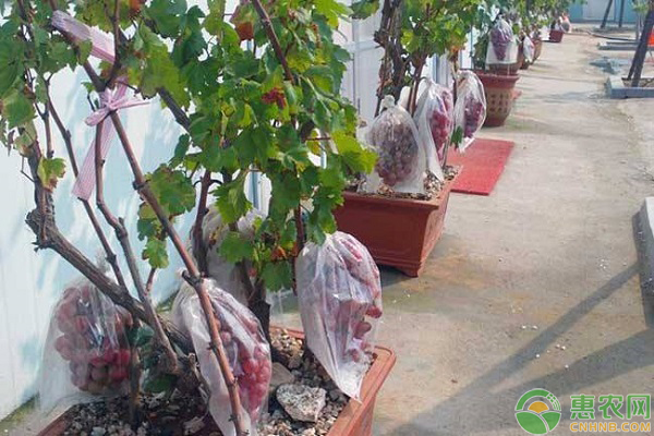 盆栽葡萄的種植要點