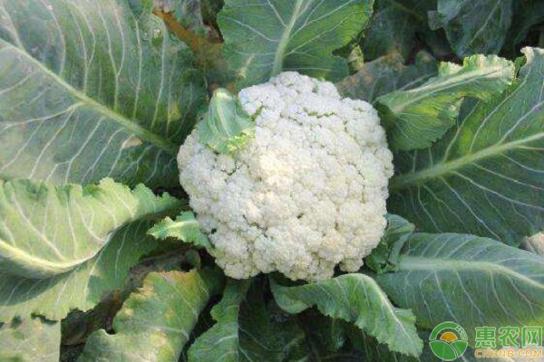 花椰菜散花問題的應(yīng)對方法