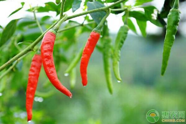 種植辣椒要想高產(chǎn)，這三大要點(diǎn)務(wù)必牢記！