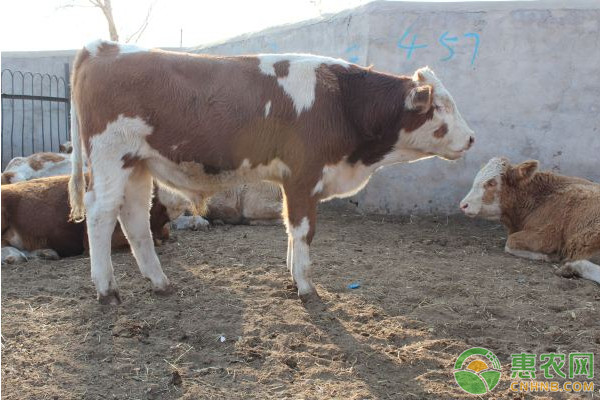 牛引進(jìn)后怎么管理？先做好這三點(diǎn)非常重要！