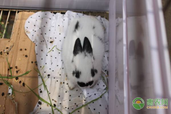 熊貓兔飼養(yǎng)管理