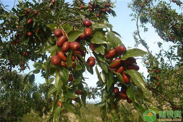 種植高產(chǎn)棗樹方法