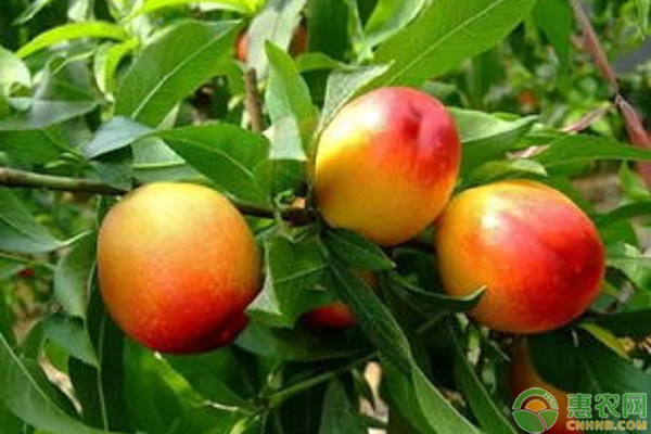 種植高產(chǎn)油桃技術(shù)