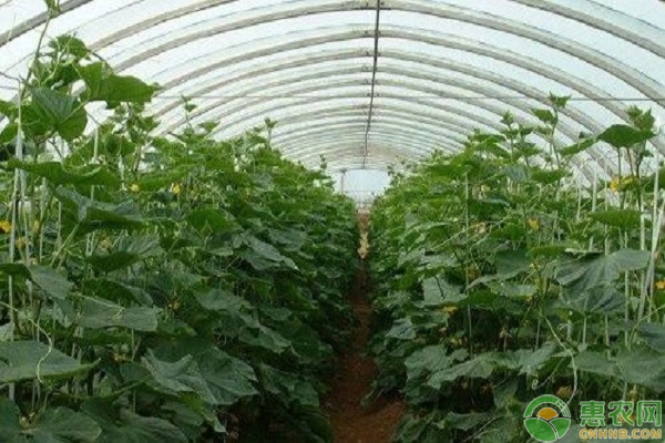 寒露時節(jié)大棚蔬菜管理方法
