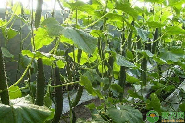 種植黃瓜技巧