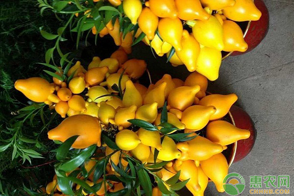 黃金果的高產(chǎn)種植技術(shù)