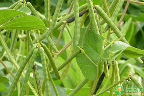 綠豆<a href='http://www.iweekee.cn/t/42177.html' class='j-href' target='_blank'><span style='color:#FF8001'>種植技術(shù)</span></a>