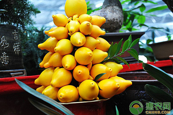 黃金果的高產(chǎn)種植技術(shù)