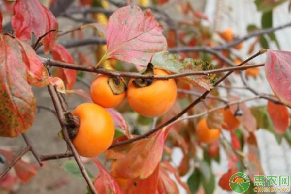 柿子种植解决方法