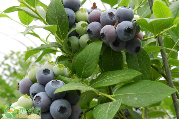 藍(lán)莓怎樣種植與管理？這幾大要點(diǎn)要掌握！